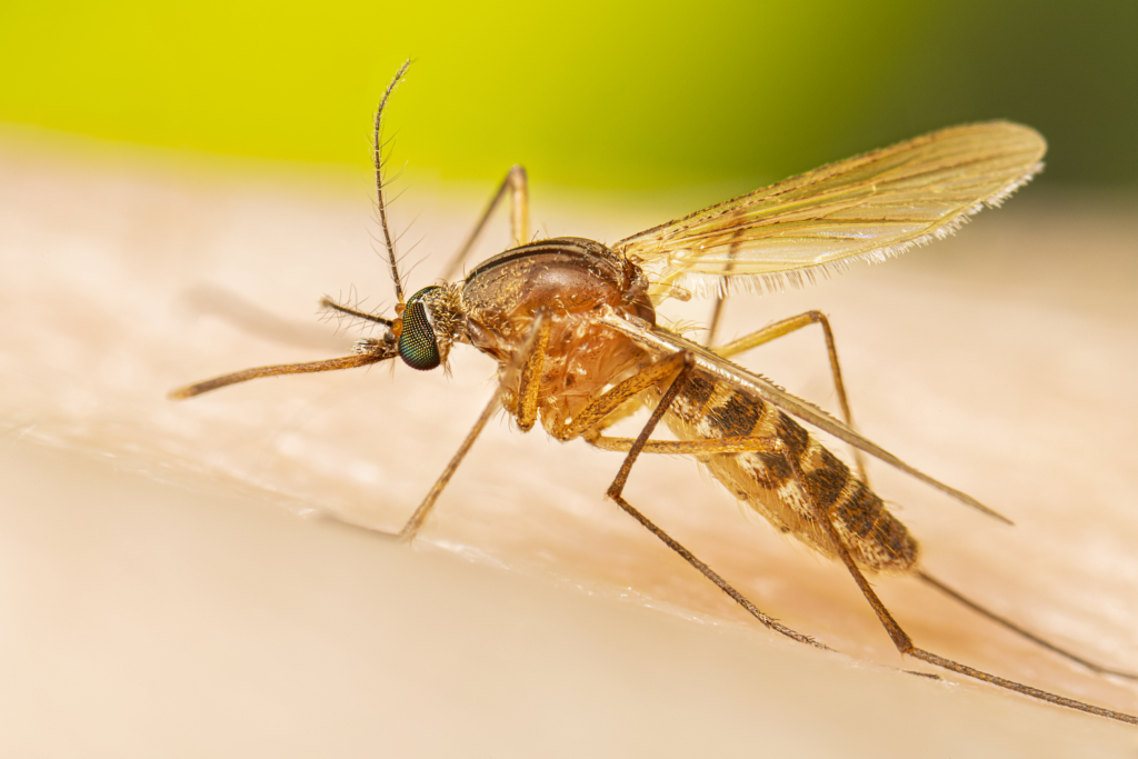 Sterile Insect Technique Eco Pest Control Precision XRay