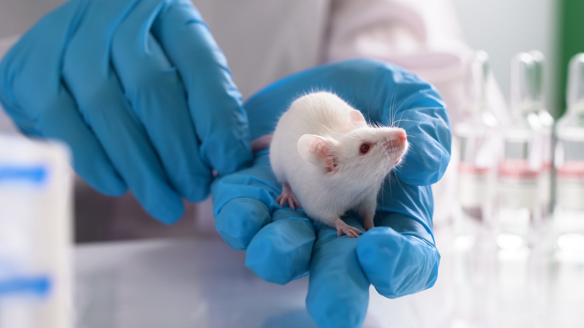 Small Animal IGRT I SmART+ | Imaging I Precision X-Ray